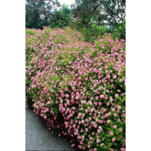 Спірея японська Літл Принцесс | Спирея японская Литл Принцесс | Spiraea japonica Little Princess (Розовый)