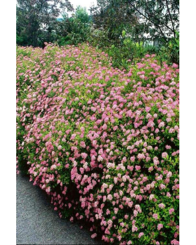 Спірея японська Літл Принцесс | Спирея японская Литл Принцесс | Spiraea japonica Little Princess (Розовый)