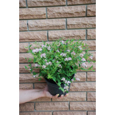 Спірея японська Літл Принцесс | Спирея японская Литл Принцесс | Spiraea japonica Little Princess (Розовый)