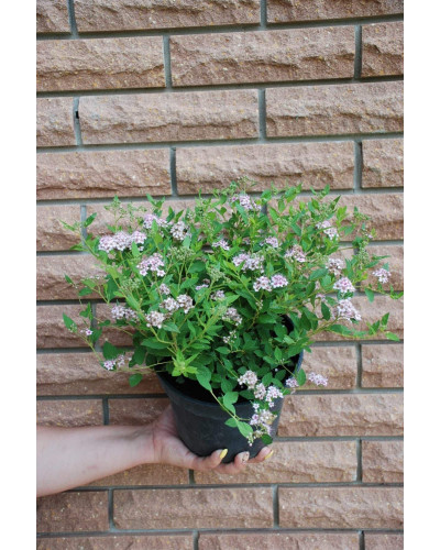 Спірея японська Літл Принцесс | Спирея японская Литл Принцесс | Spiraea japonica Little Princess (Розовый)
