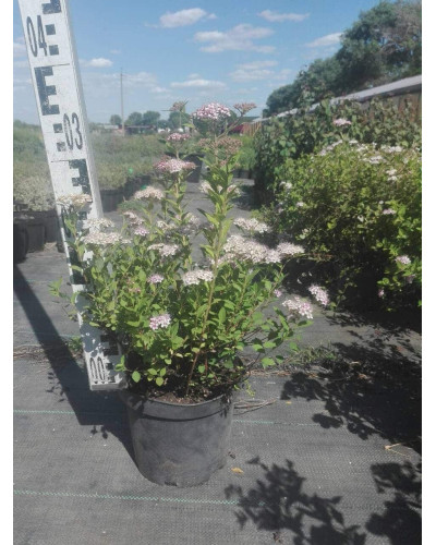 Спірея японська Літл Принцесс | Спирея японская Литл Принцесс | Spiraea japonica Little Princess (Розовый)
