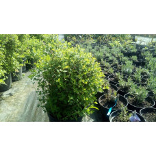 Спірея японська Літл Принцесс | Спирея японская Литл Принцесс | Spiraea japonica Little Princess (Розовый)