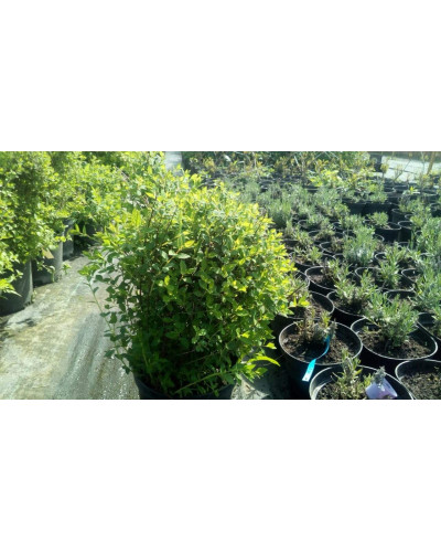 Спірея японська Літл Принцесс | Спирея японская Литл Принцесс | Spiraea japonica Little Princess (Розовый)