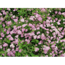 Спірея японська Літл Принцесс | Спирея японская Литл Принцесс | Spiraea japonica Little Princess (Розовый)