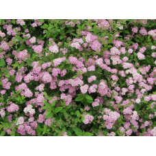 Спірея японська Літл Принцесс | Спирея японская Литл Принцесс | Spiraea japonica Little Princess (Розовый)