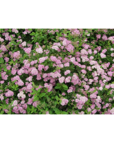 Спірея японська Літл Принцесс | Спирея японская Литл Принцесс | Spiraea japonica Little Princess (Розовый)