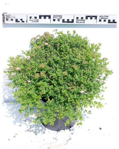 Спірея японська Літл Принцесс | Спирея японская Литл Принцесс | Spiraea japonica Little Princess (Розовый)