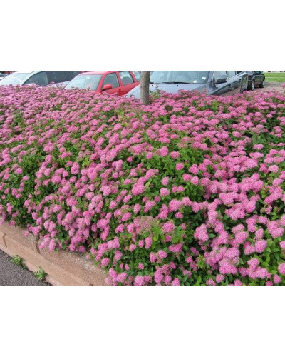 Спірея японська Літл Принцесс | Спирея японская Литл Принцесс | Spiraea japonica Little Princess (Розовый)
