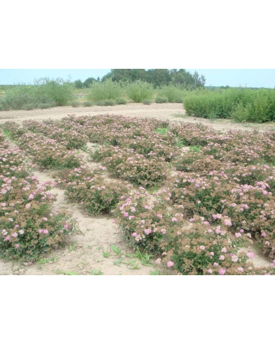 Спірея японська Літл Принцесс | Спирея японская Литл Принцесс | Spiraea japonica Little Princess (Розовый)
