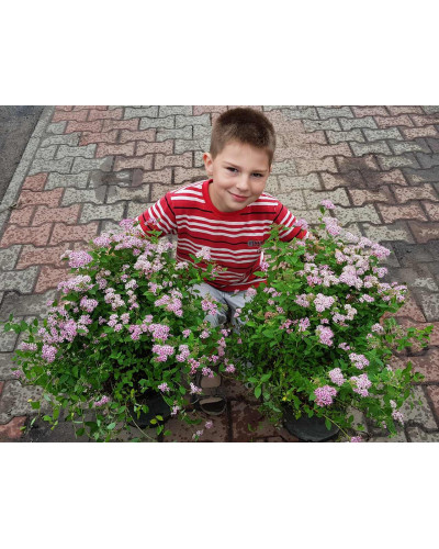 Спірея японська Літл Принцесс | Спирея японская Литл Принцесс | Spiraea japonica Little Princess (Розовый)