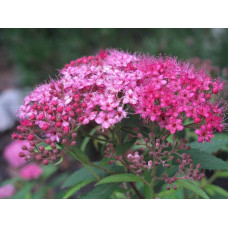 Спірея японська Літл Принцесс | Спирея японская Литл Принцесс | Spiraea japonica Little Princess (Розовый)
