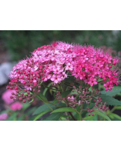 Спірея японська Літл Принцесс | Спирея японская Литл Принцесс | Spiraea japonica Little Princess (Розовый)