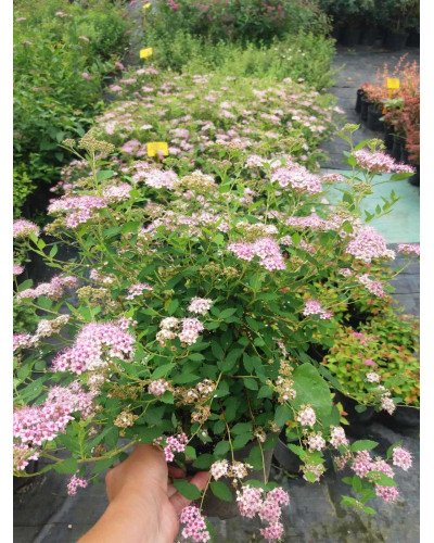 Спірея японська Літл Принцесс | Спирея японская Литл Принцесс | Spiraea japonica Little Princess (Розовый)