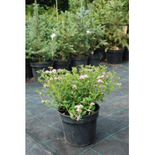 Спірея японська Літл Принцесс | Спирея японская Литл Принцесс | Spiraea japonica Little Princess (Розовый)