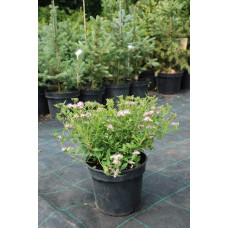 Спірея японська Літл Принцесс | Спирея японская Литл Принцесс | Spiraea japonica Little Princess (Розовый)