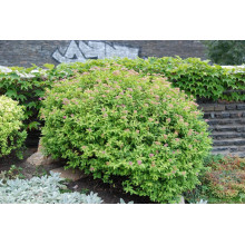 Спірея японська Літл Принцесс | Спирея японская Литл Принцесс | Spiraea japonica Little Princess (Розовый)