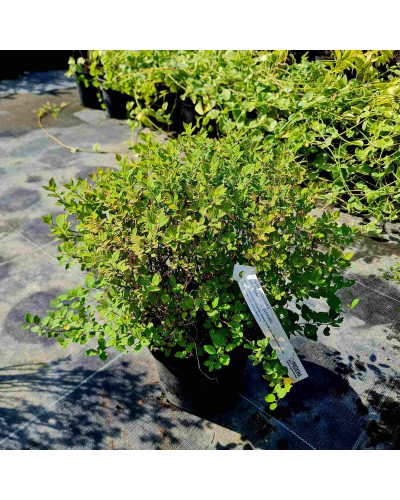Спірея японська Літл Принцесс | Спирея японская Литл Принцесс | Spiraea japonica Little Princess (Розовый)