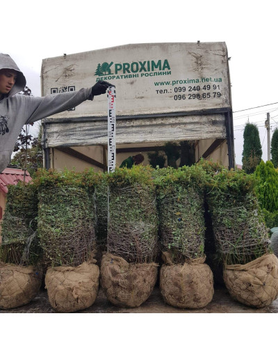 Спірея японська Літл Принцесс | Спирея японская Литл Принцесс | Spiraea japonica Little Princess (Розовый)