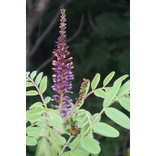 Аморфа кущова | Аморфа кустарниковая | Amorpha fruticosa L.