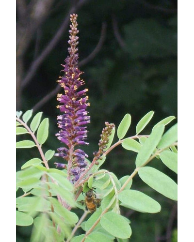 Аморфа кущова | Аморфа кустарниковая | Amorpha fruticosa L.