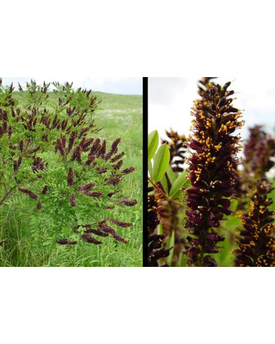 Аморфа кущова | Аморфа кустарниковая | Amorpha fruticosa L.