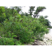 Аморфа кущова | Аморфа кустарниковая | Amorpha fruticosa L.