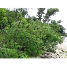 Аморфа кущова | Аморфа кустарниковая | Amorpha fruticosa L.