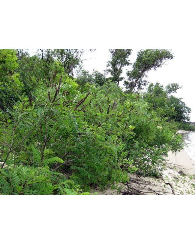 Аморфа кущова | Аморфа кустарниковая | Amorpha fruticosa L.