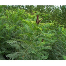Аморфа кущова | Аморфа кустарниковая | Amorpha fruticosa L.