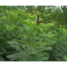 Аморфа кущова | Аморфа кустарниковая | Amorpha fruticosa L.