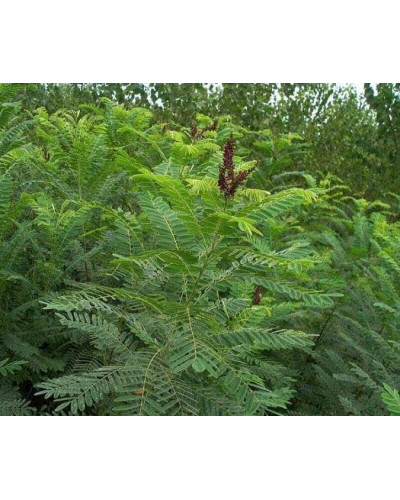 Аморфа кущова | Аморфа кустарниковая | Amorpha fruticosa L.