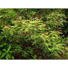 Аморфа кущова | Аморфа кустарниковая | Amorpha fruticosa L.