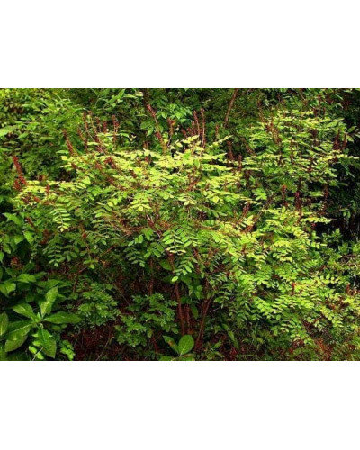 Аморфа кущова | Аморфа кустарниковая | Amorpha fruticosa L.