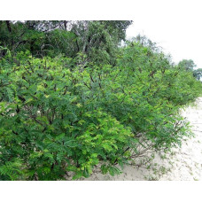 Аморфа кущова | Аморфа кустарниковая | Amorpha fruticosa L.