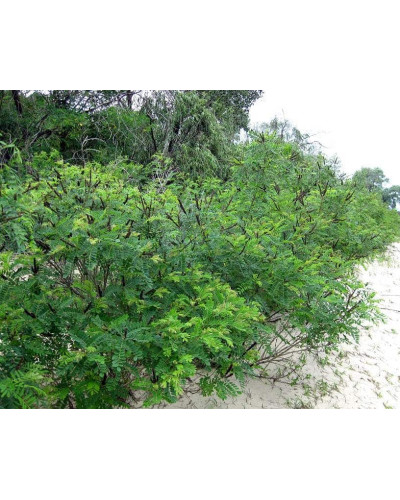 Аморфа кущова | Аморфа кустарниковая | Amorpha fruticosa L.