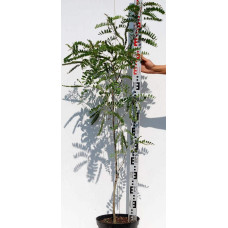 Аморфа кущова | Аморфа кустарниковая | Amorpha fruticosa L.