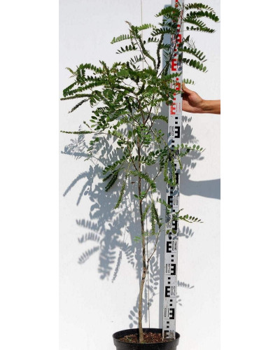 Аморфа кущова | Аморфа кустарниковая | Amorpha fruticosa L.