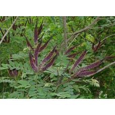 Аморфа кущова | Аморфа кустарниковая | Amorpha fruticosa L.