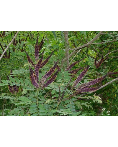 Аморфа кущова | Аморфа кустарниковая | Amorpha fruticosa L.