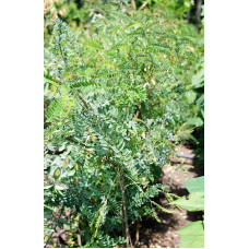 Аморфа кущова | Аморфа кустарниковая | Amorpha fruticosa L.