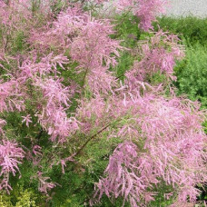Тамарикс дрібноквітковий  | Tamarix parviflora | Тамарикс мелкоцветный