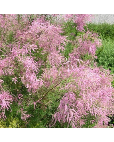 Тамарикс дрібноквітковий | Tamarix parviflora | Тамарикс мелкоцветный