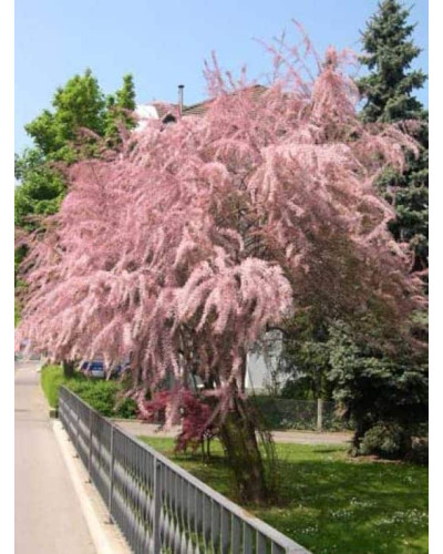 Тамарикс дрібноквітковий | Tamarix parviflora | Тамарикс мелкоцветный