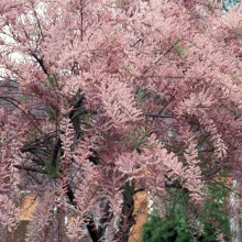 Тамарикс дрібноквітковий  | Tamarix parviflora | Тамарикс мелкоцветный