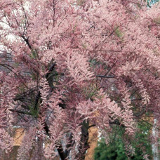 Тамарикс дрібноквітковий  | Tamarix parviflora | Тамарикс мелкоцветный