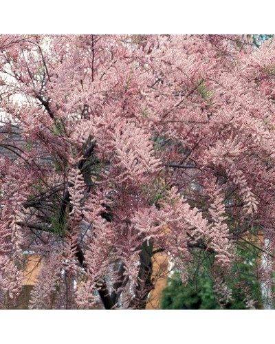 Тамарикс дрібноквітковий | Tamarix parviflora | Тамарикс мелкоцветный