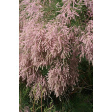 Тамарикс дрібноквітковий  | Tamarix parviflora | Тамарикс мелкоцветный