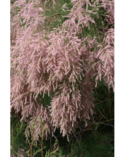 Тамарикс дрібноквітковий | Tamarix parviflora | Тамарикс мелкоцветный