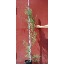 Тамарикс дрібноквітковий  | Tamarix parviflora | Тамарикс мелкоцветный