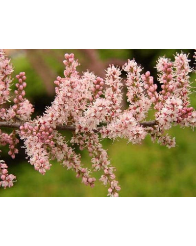 Тамарикс дрібноквітковий | Tamarix parviflora | Тамарикс мелкоцветный